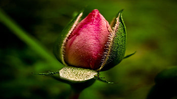 pink flower Spring, rose, pink, roses, green, spring, nice HD wallpaper