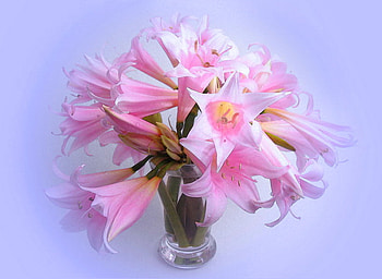 Wild pinks, pink, vase, blue background, flowers, wild lillies HD wallpaper