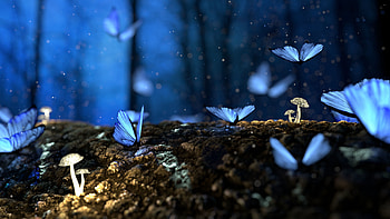 Fantasy, Butterflies, Mashrooms, Macro, Forest HD wallpaper