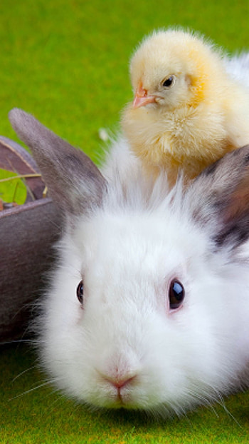 Cute bunny, , Full delight HD phone wallpaper