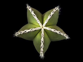 Cactus-Star, star, cool, , cactus HD wallpaper
