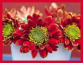 Beautiful-Flowers, colors, beautiful, flowers HD wallpaper