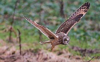 Animals, Owl, Bird, Wave, Sweep HD wallpaper
