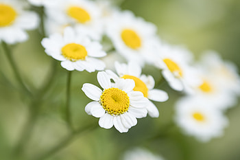 Flowers, Camomile, Flower, Macro, Petals, Chamomile, Wildflowers HD wallpaper