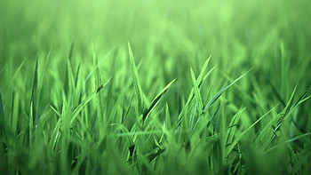 Green grass , Nature , , Serene landscapes HD wallpaper