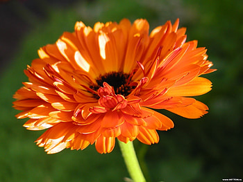 Plants, Flowers HD wallpaper