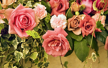 Roses and Carnations, ivy, carnations, roses, nature, flowers HD wallpaper