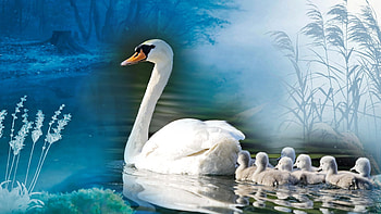 Swan Babies, swans, bird, mother, babies, pen, lake, cygnets, pond HD wallpaper