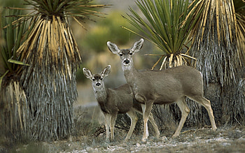 Animals, Desert, Couple, Pair, Chihuahua, Mexico, Antelope HD wallpaper
