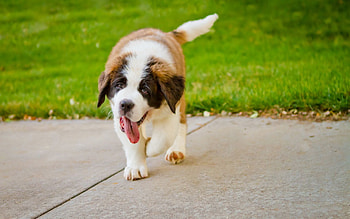 Animals, Grass, Puppy, St. Bernard, Saint Bernard, Uvula HD wallpaper