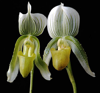 Double Orchid, stripes, white, plant, stem, pitcher, flower, green HD wallpaper