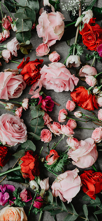Beautiful rose , quality HD phone wallpaper