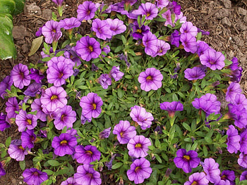 Flowers, Bright, Greens, Calibrachoa, Calirohoa HD wallpaper