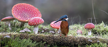 Kingfisher, animal, bird, mushroom HD wallpaper