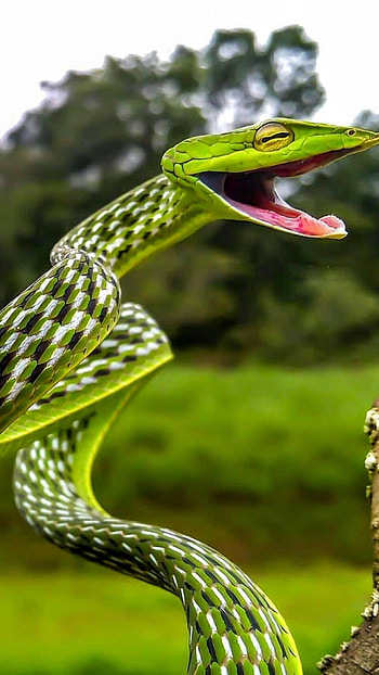 Snake, Green Viper Snake HD phone wallpaper
