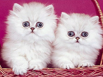 Big gray eyes, kitten, cute, cat, pet HD wallpaper