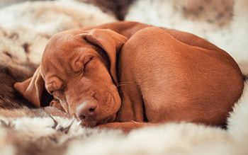 Animals, Dog, Hungarian Vizsla, Hungarian Has Outs Burned, Ennio HD wallpaper