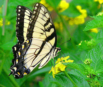 Swallowtail beauty, wings, butterfly, yellow, flower, green, swallowtail, black and yellow HD wallpaper