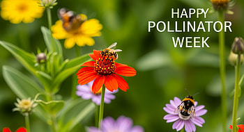 Bee on Flower - Happy Pollinator Week, bee, flower, pollination HD wallpaper