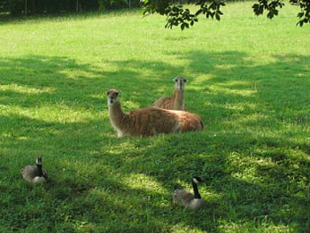 lazy afternoon in the zoo, sitting, friends HD wallpaper
