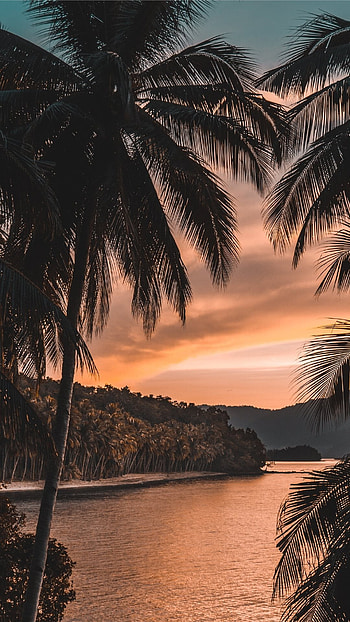 Trending, Nature HD phone wallpaper