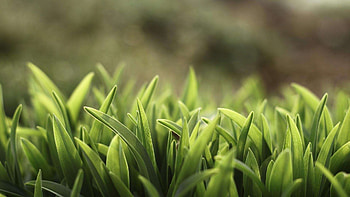 grass , Lush greenery, Fresh spring, Vibrant foliage HD wallpaper