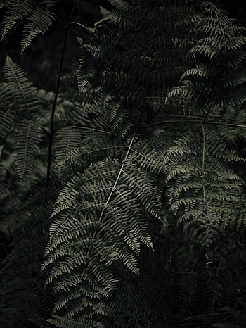 Plant, Macro, Fern HD phone wallpaper