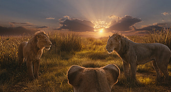 Mufasa's Majesty: of The Lion King at Sunrise, movie, Mufasa: The Lion King, sunlight HD wallpaper