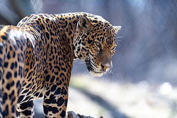 Animals, Jaguar, Predator, Big Cat, Sight, Opinion HD wallpaper