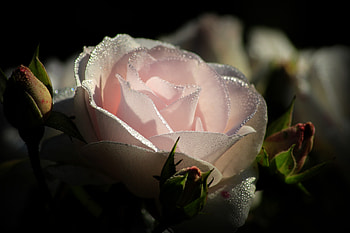 Light pink rose, water drops, close up HD wallpaper