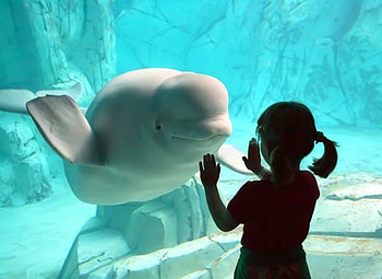 Friends, cool, , girl w dolphin HD wallpaper