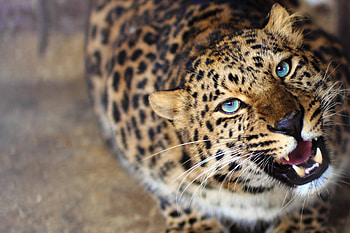 Animals, Leopard, Grin, Muzzle, Sight, Opinion HD wallpaper