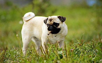Animals, Grass, Dog, Greens, Puppy, Pug HD wallpaper