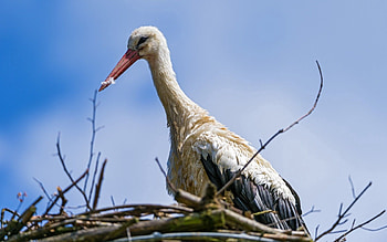 Animals, Nature, Bird, Nest, Stork HD wallpaper