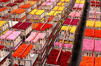 flower market, market, gerbera HD wallpaper