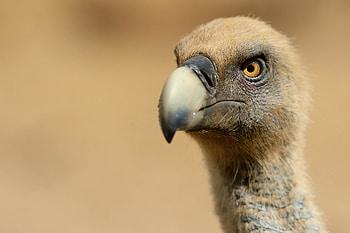 Transmitter-tagged vultures, Rhodope mountain exploration, Tracking avian movements, Conservation effort HD wallpaper