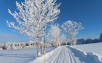 White Road, trees, winter, road, hoarfrost HD wallpaper