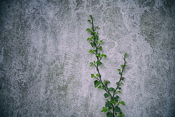 Plant, Texture, Textures, Wall, Loach HD wallpaper