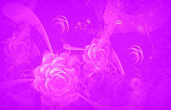 Pink roses, rose, pink, abstract, art, flower, vector HD wallpaper