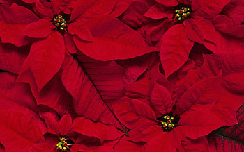 Flowers, Background HD wallpaper
