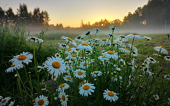 Daisies at Sunrise, mist, meadow, sunrise, daisies, Latvia HD wallpaper