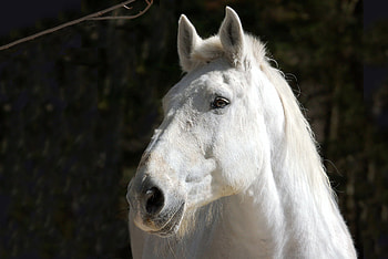 Animals, Mane, Head, Horse HD wallpaper