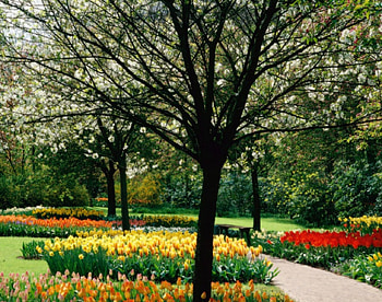 Spring tulip park, tulip, spring, park, tree HD wallpaper