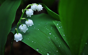 Lily Of The Valley, Flower, Macro HD wallpaper