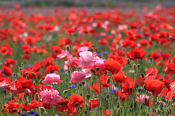 Nature, Flowers, Poppies, Summer, Field HD wallpaper