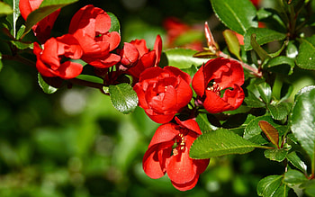 Flowers, Plant, Macro, Branch HD wallpaper