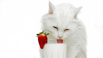 Animals, Cats HD wallpaper
