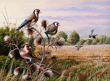 The Finches, finches, nature, birds, animals HD wallpaper