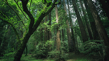 que forests, Serenity of nature, background, Mesmerizing landscapes HD wallpaper