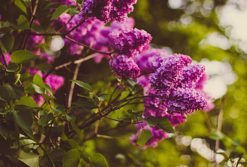 Flowers, Lilac, Blur, Smooth, Branches HD wallpaper